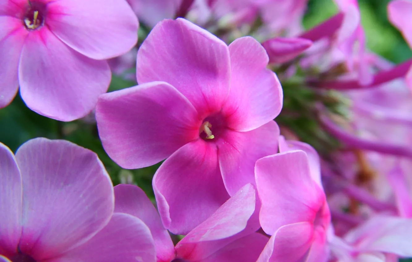 Photo wallpaper summer, macro, flowers, pink, bright, Phlox