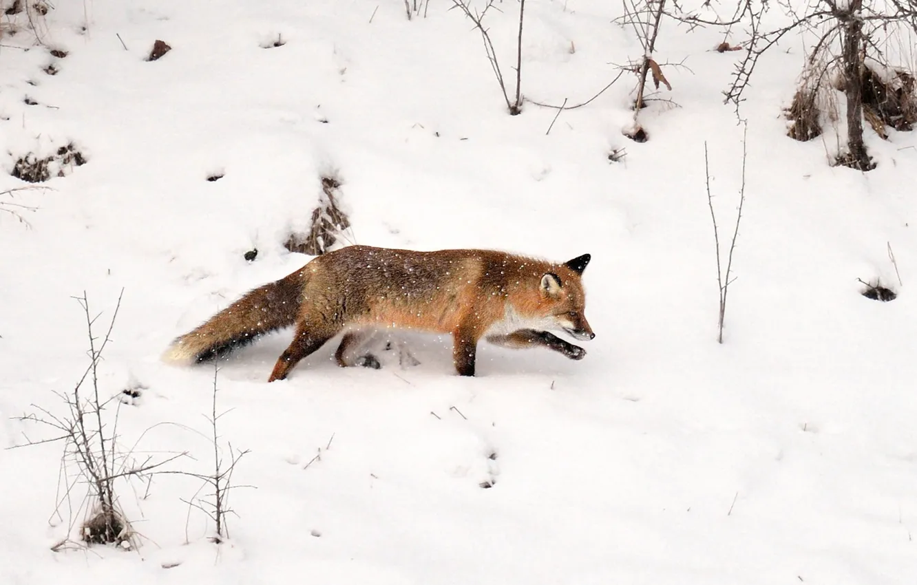 Photo wallpaper fox, winter, tracking, wildlife, snowing, hunting