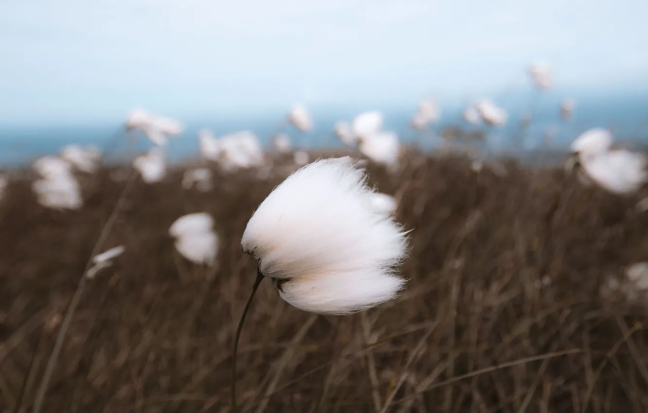 Photo wallpaper grass, flower, sea, seascape, wind