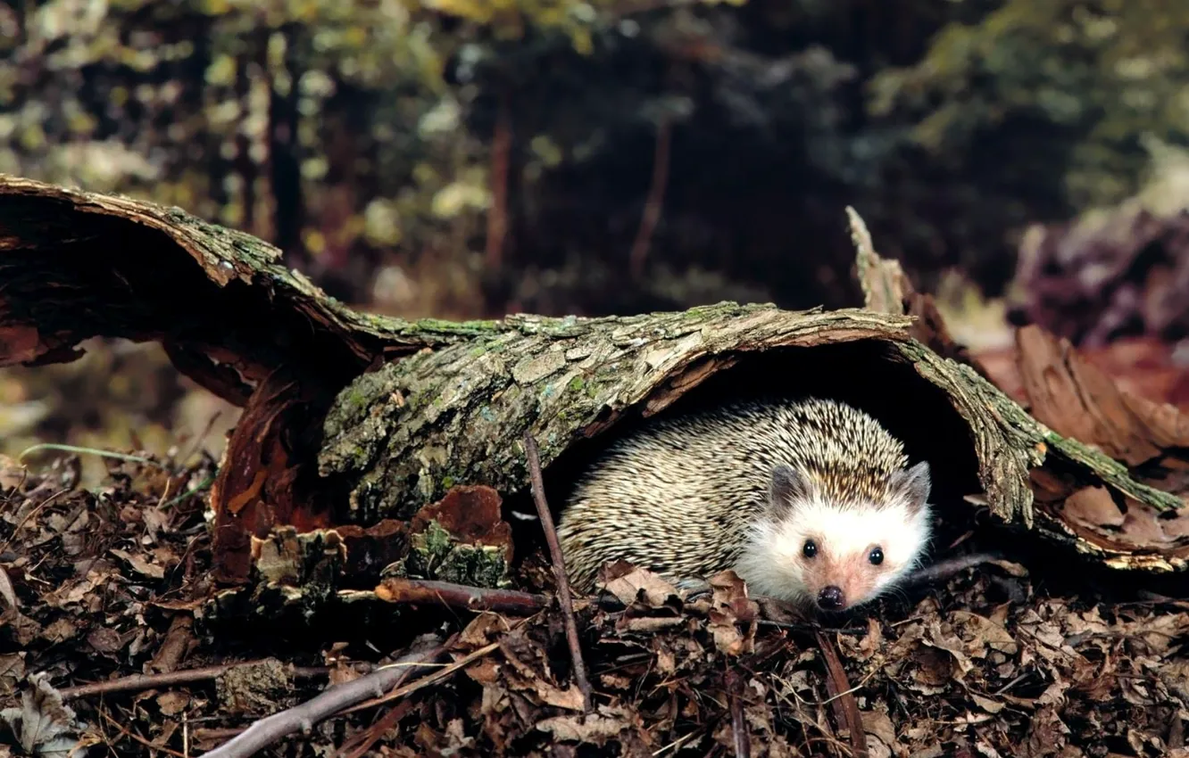Photo wallpaper forest, leaves, trees, earth, bark, hedgehog