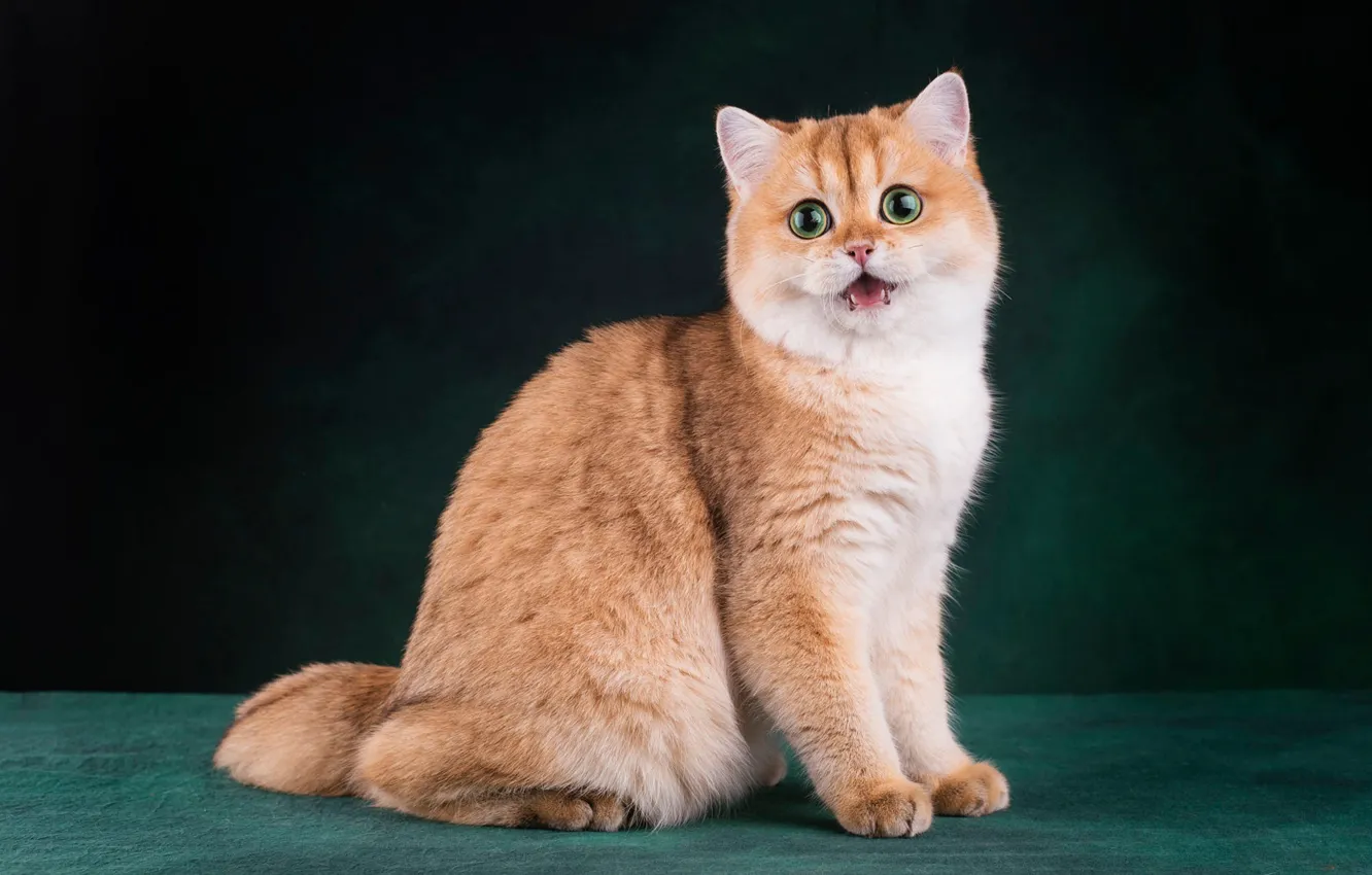 Photo wallpaper cat, cat, look, face, pose, the dark background, paws, red