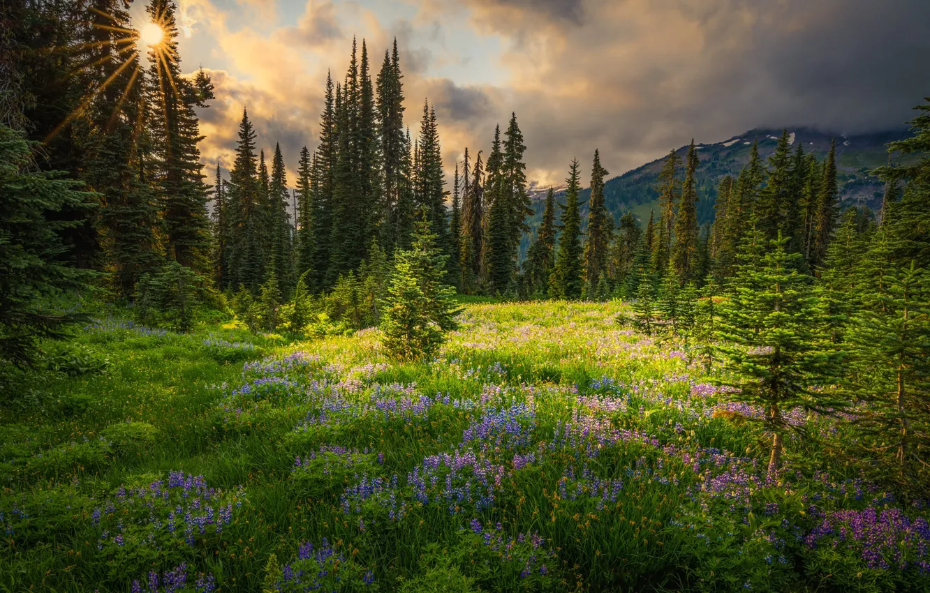 Photo wallpaper greens, forest, summer, the sun, clouds, light, flowers, mountains
