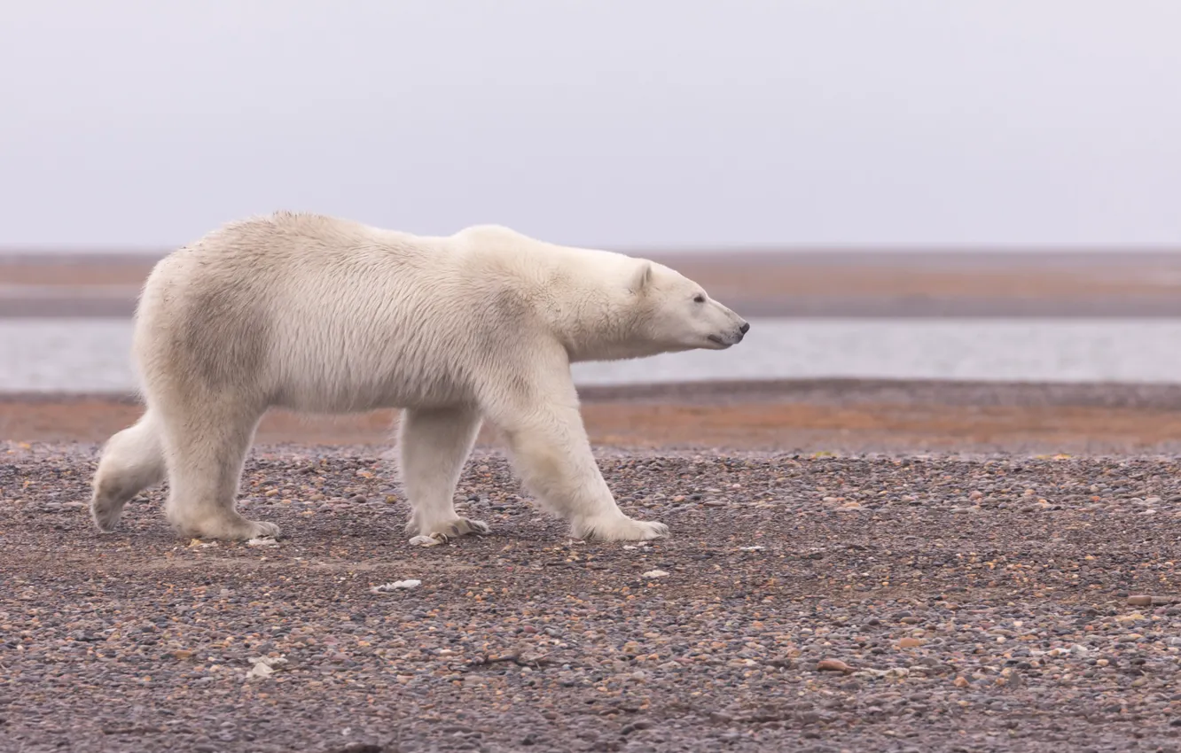 Photo wallpaper Alaska, Polar bear, Polar bear