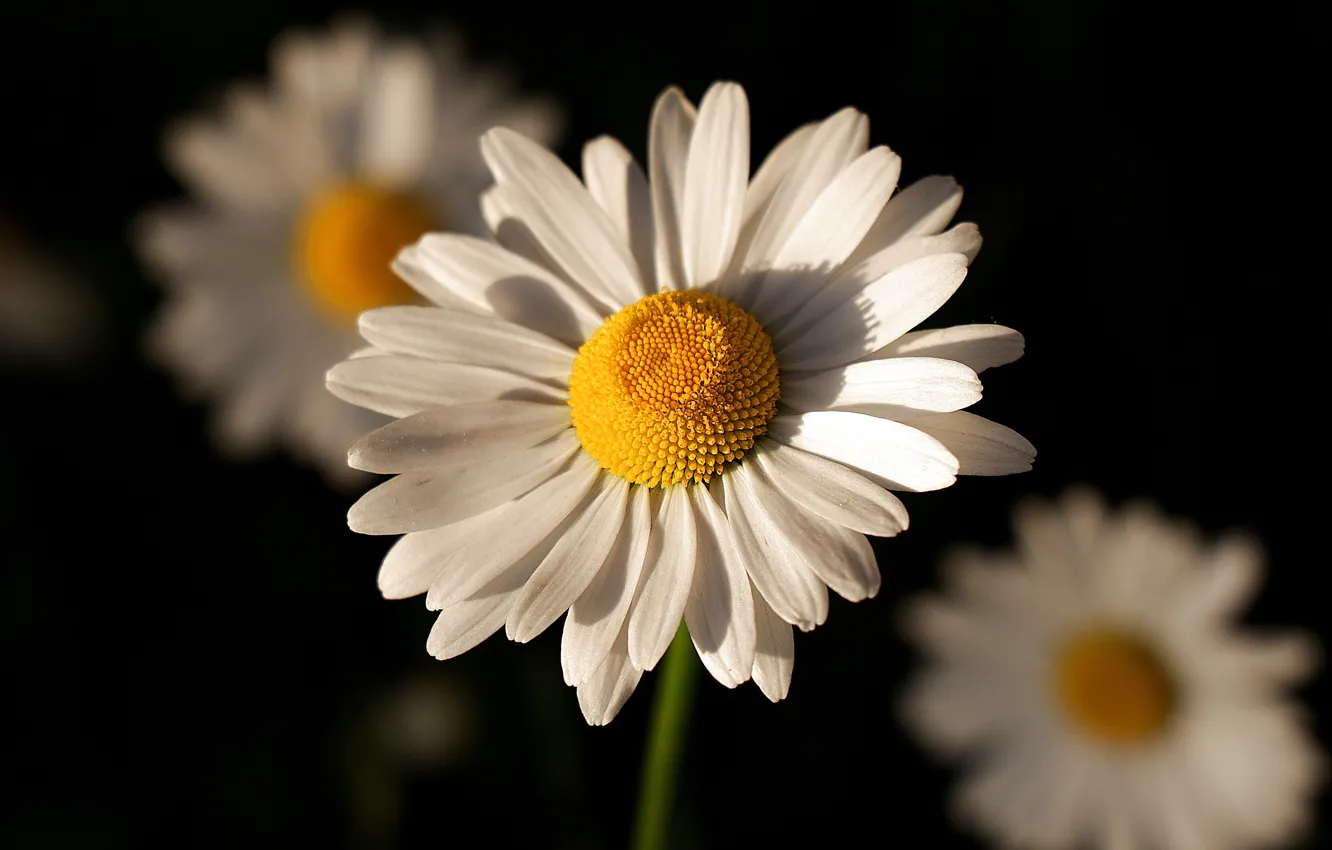 Photo wallpaper flowers, chamomile, black background