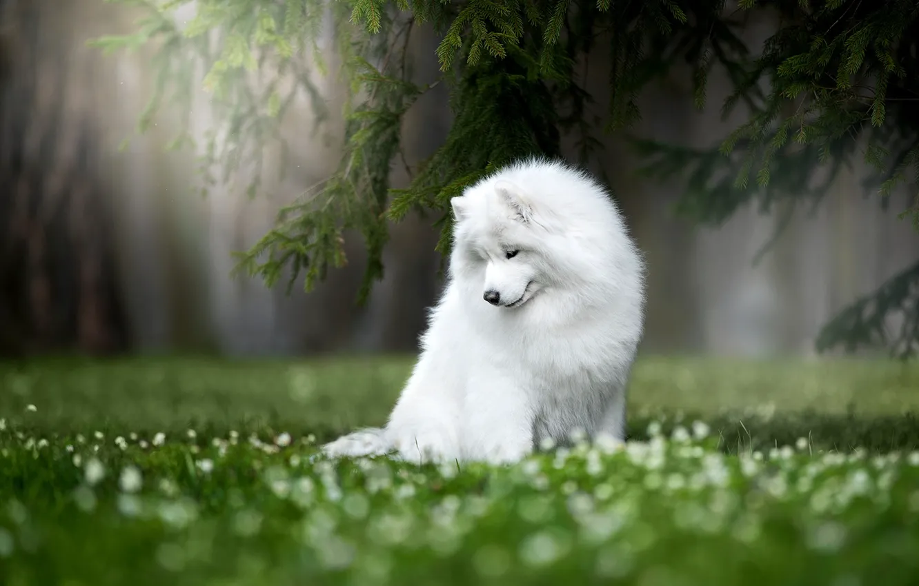 Photo wallpaper nature, dog, Samoyed, Samoyed husky