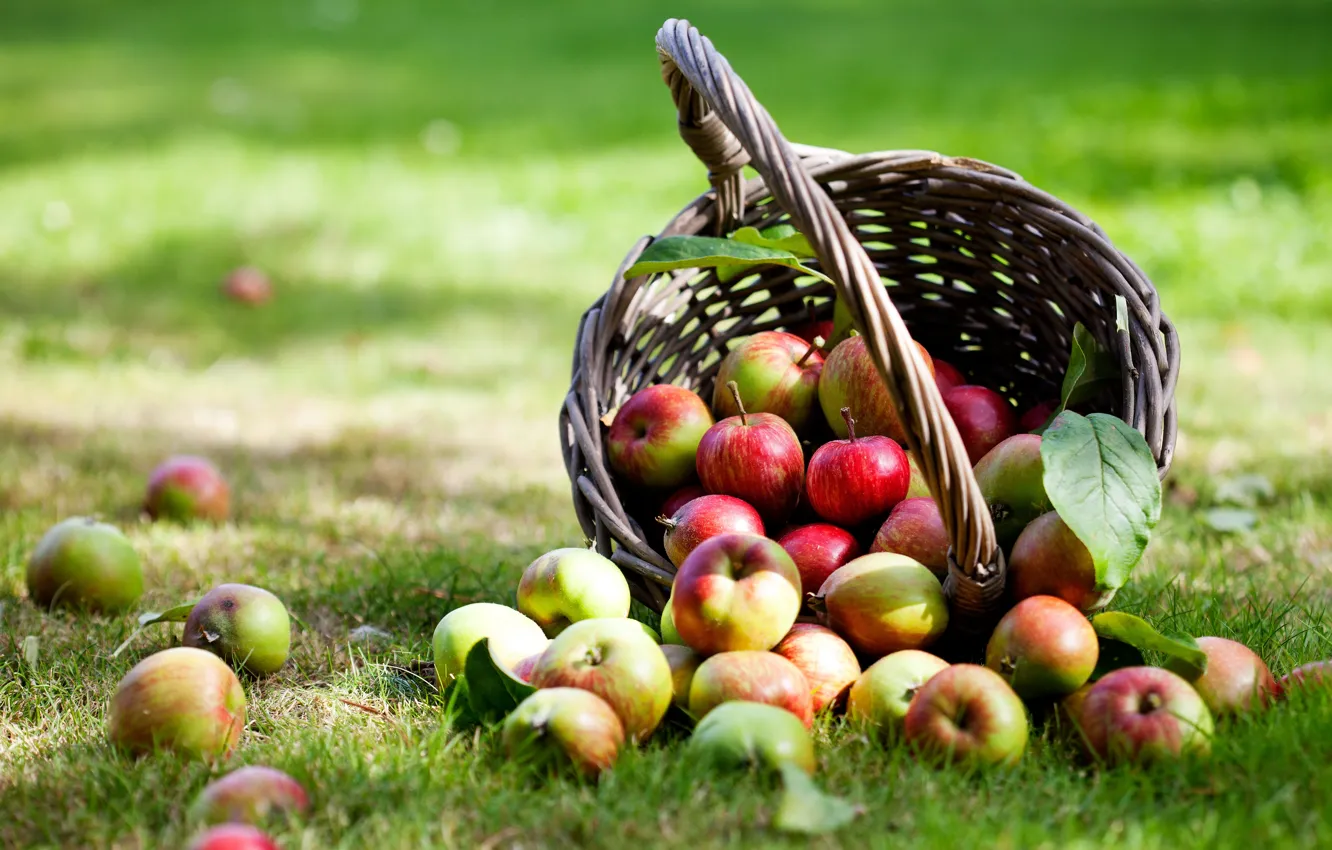 Photo wallpaper basket, apples, weed, leaves