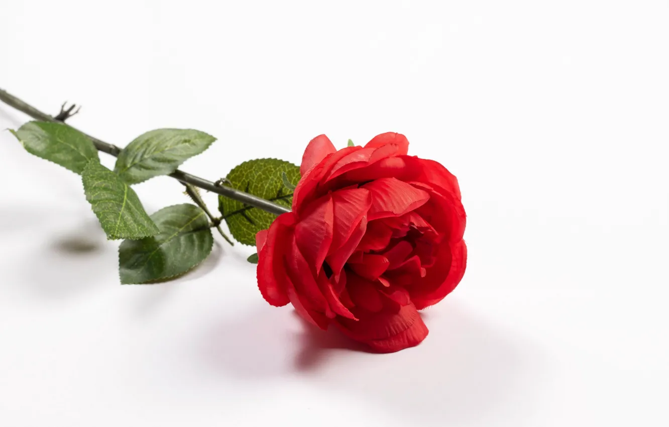 Photo wallpaper flower, rose, white background