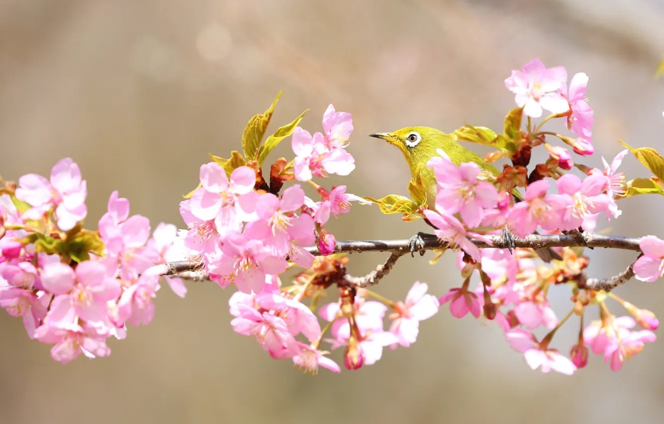 Photo wallpaper flowers, branches, bird, spring, Sakura, pink, flowering, Japanese white-eye