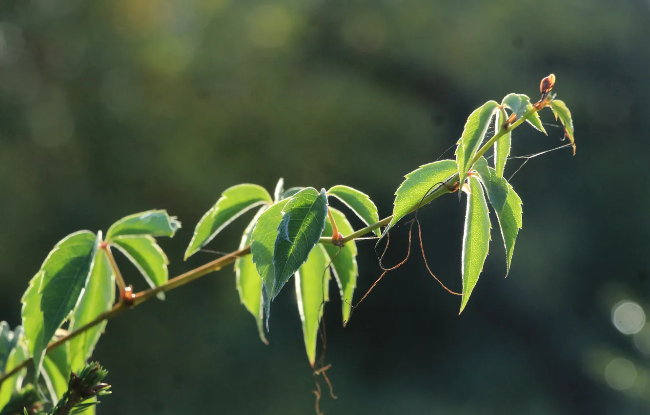 Photo wallpaper leafs, plant, twig