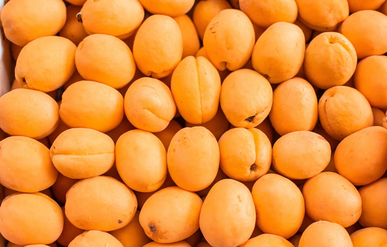 Photo wallpaper harvest, a lot, ripe, apricots
