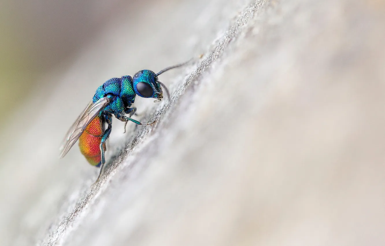 Photo wallpaper macro, fly, insect
