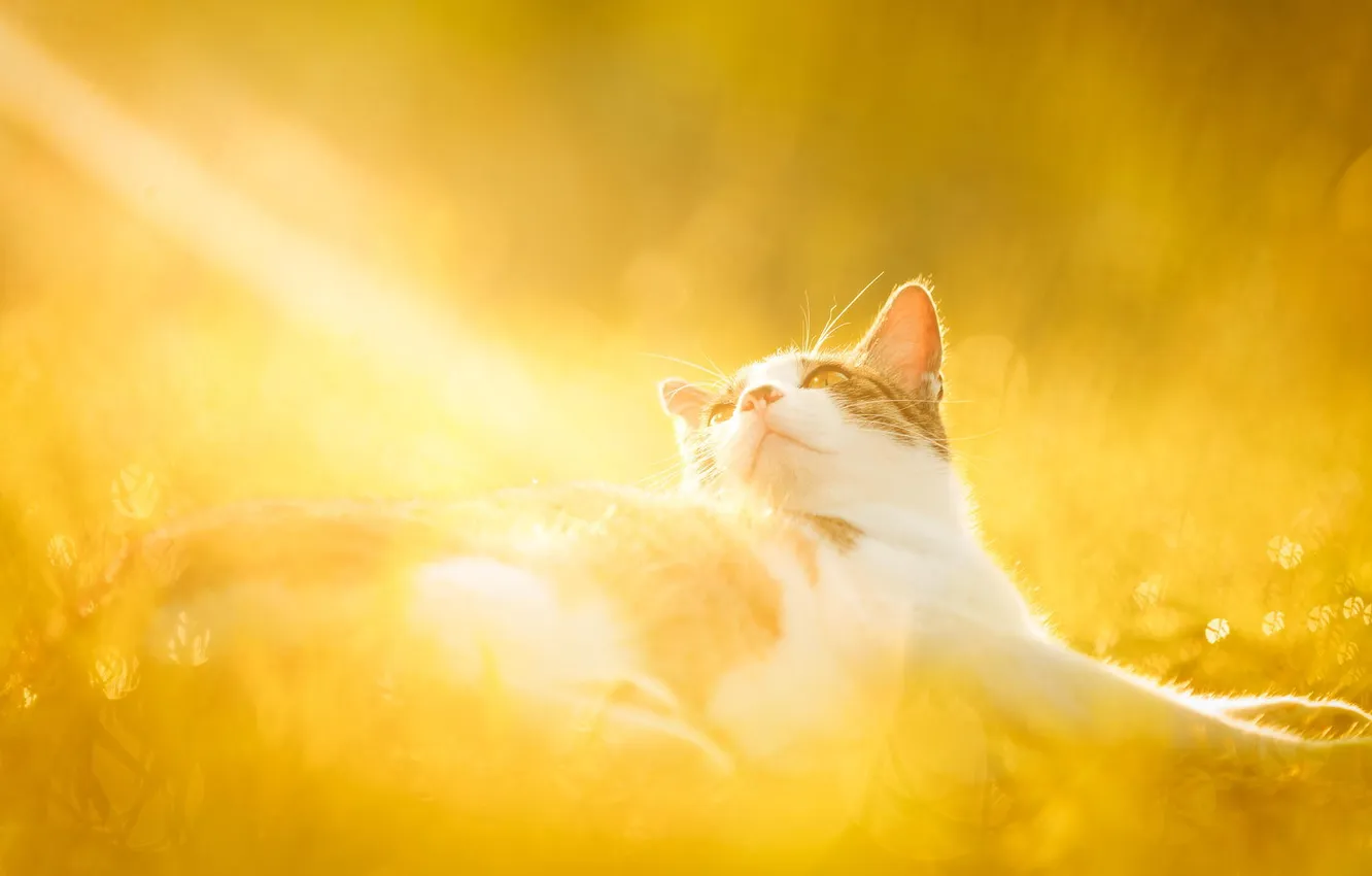 Wallpaper animals, summer, cat, nature, Kote, baldeet for mobile and ...