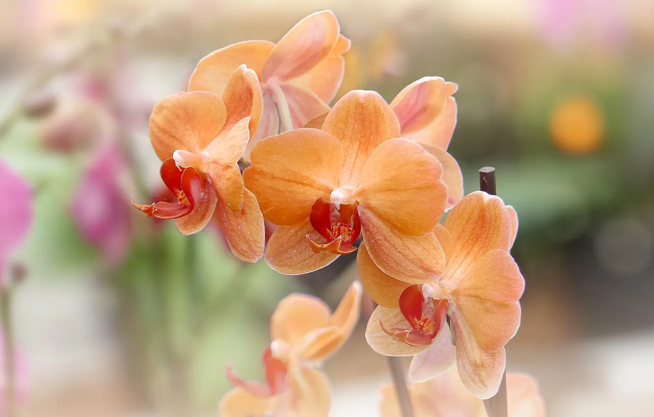 Photo wallpaper macro, exotic, Orchid