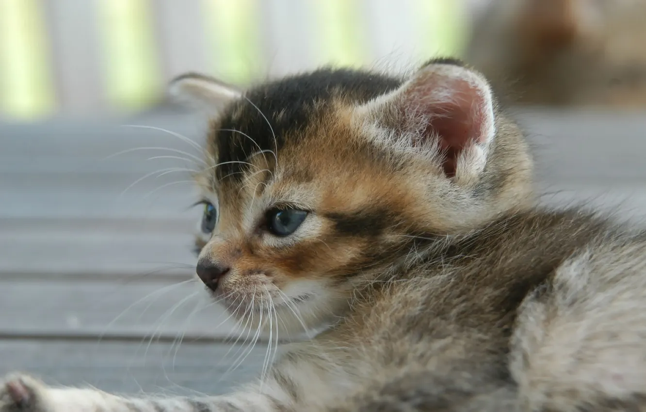 Photo wallpaper Wallpaper, street, kitty