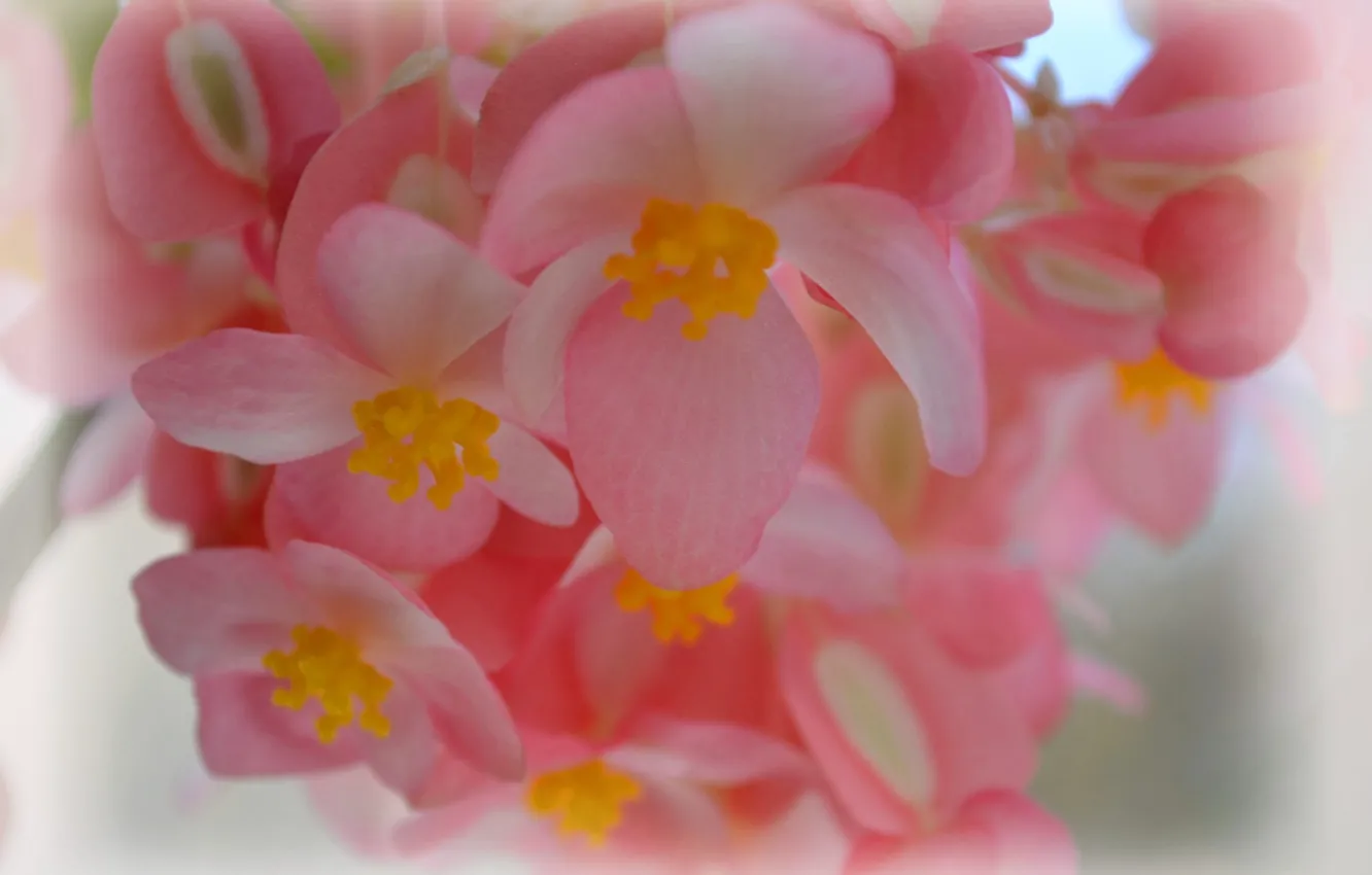Photo wallpaper flowers, tenderness, pink.bouquet
