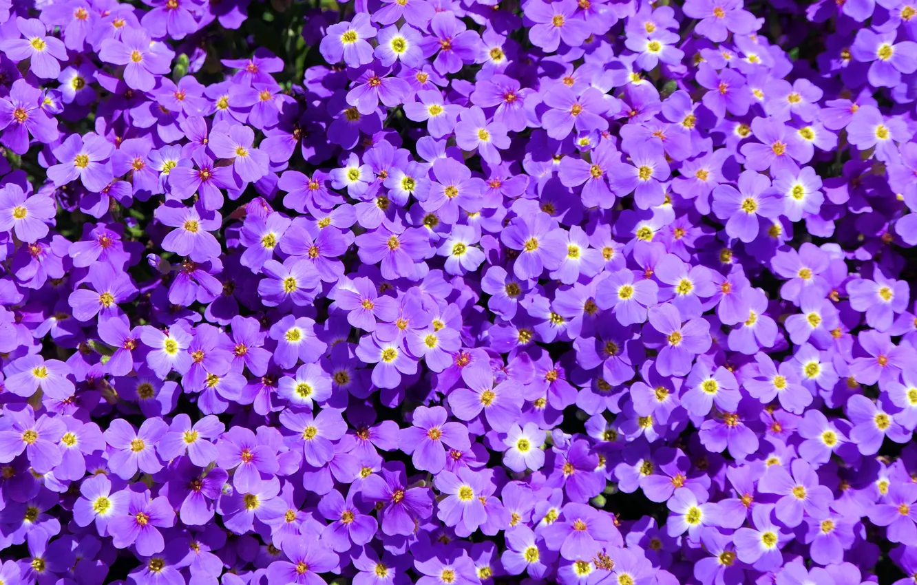 Photo wallpaper purple, macro, petals