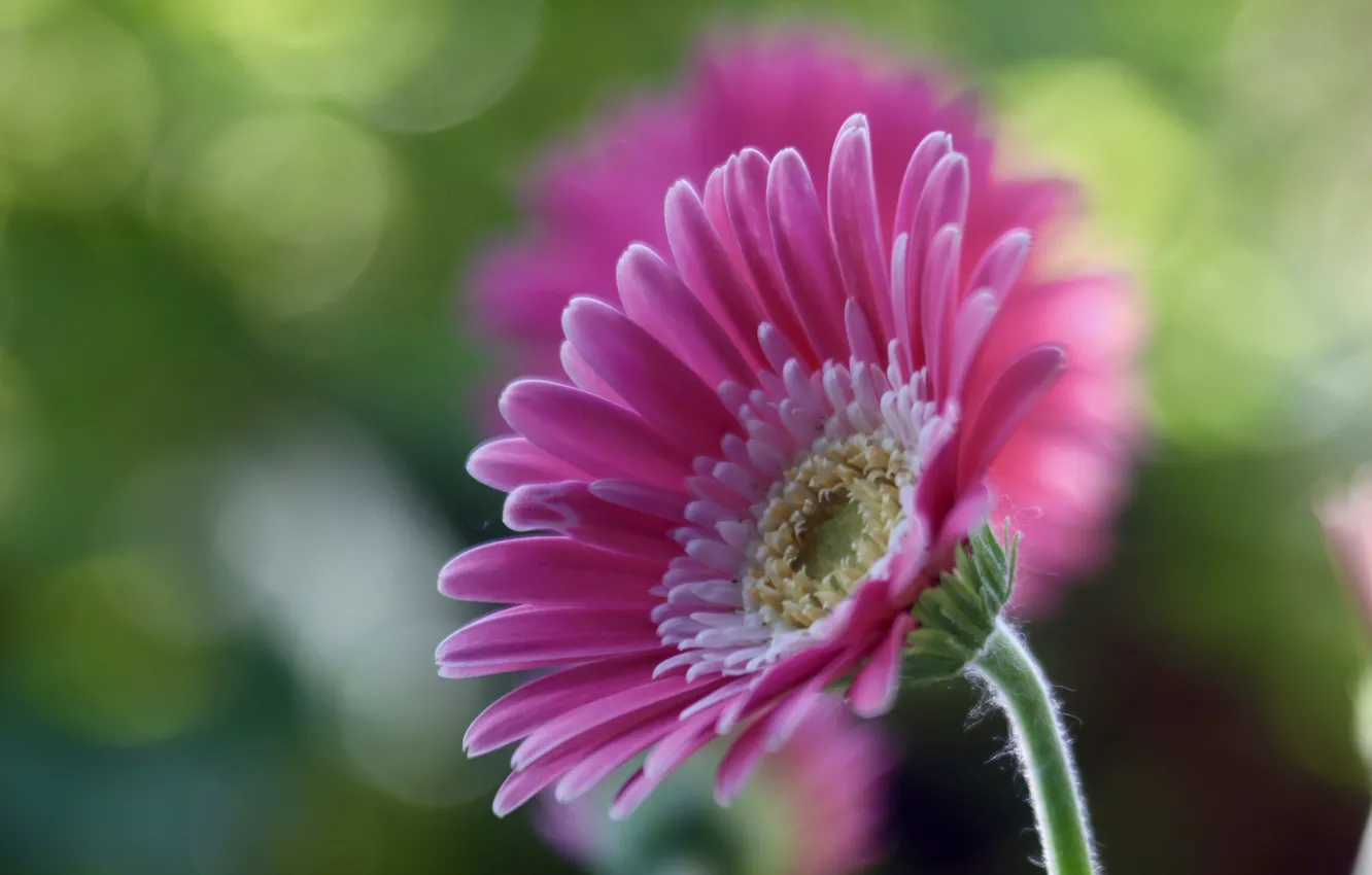 Photo wallpaper flowers, background, pink, gerbera