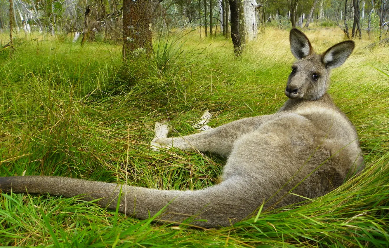 Photo wallpaper grass, look, pose, Australia, kangaroo, lies