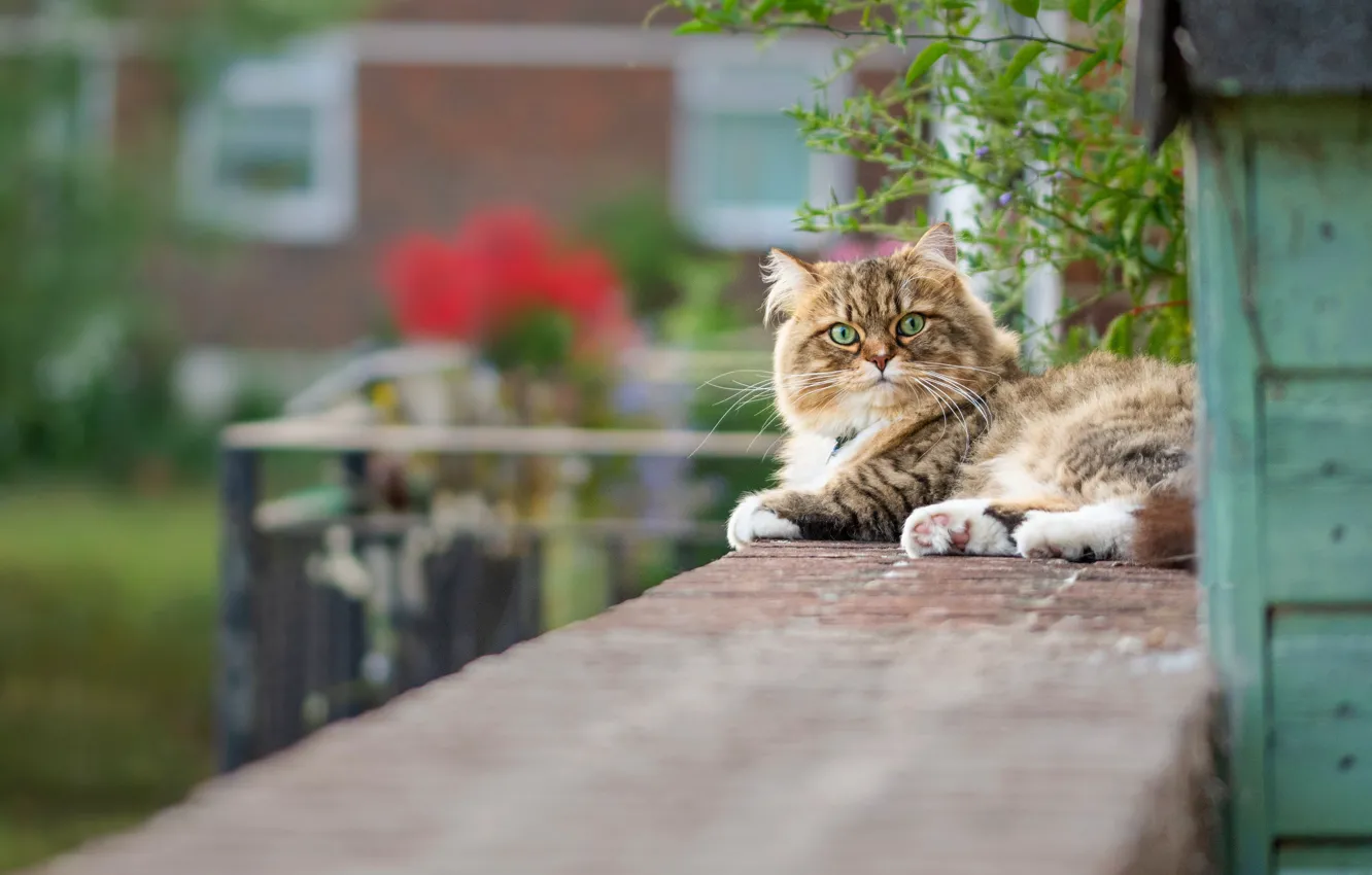 Photo wallpaper cat, cat, look, garden, lies, bokeh