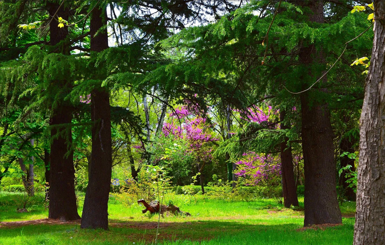Photo wallpaper nature, Park, colors, spring, trees, nature, park, spring