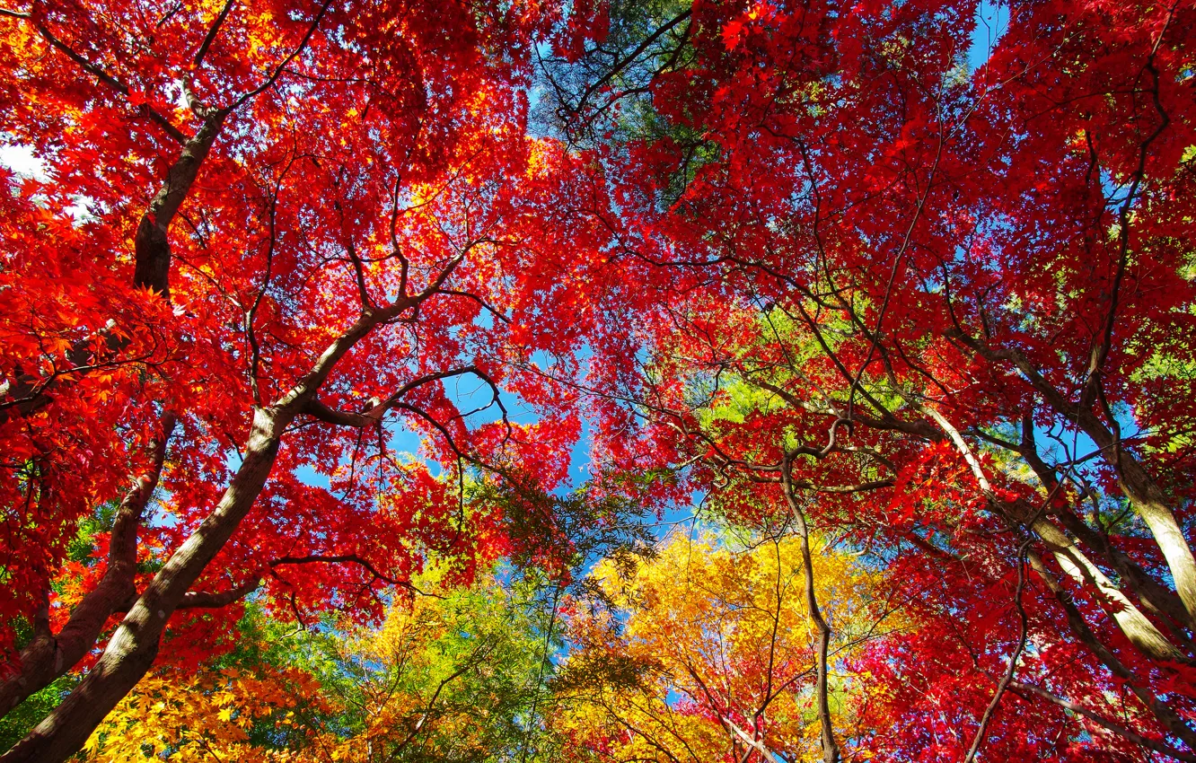 Photo wallpaper autumn, the sky, leaves, trees, crown, the crimson