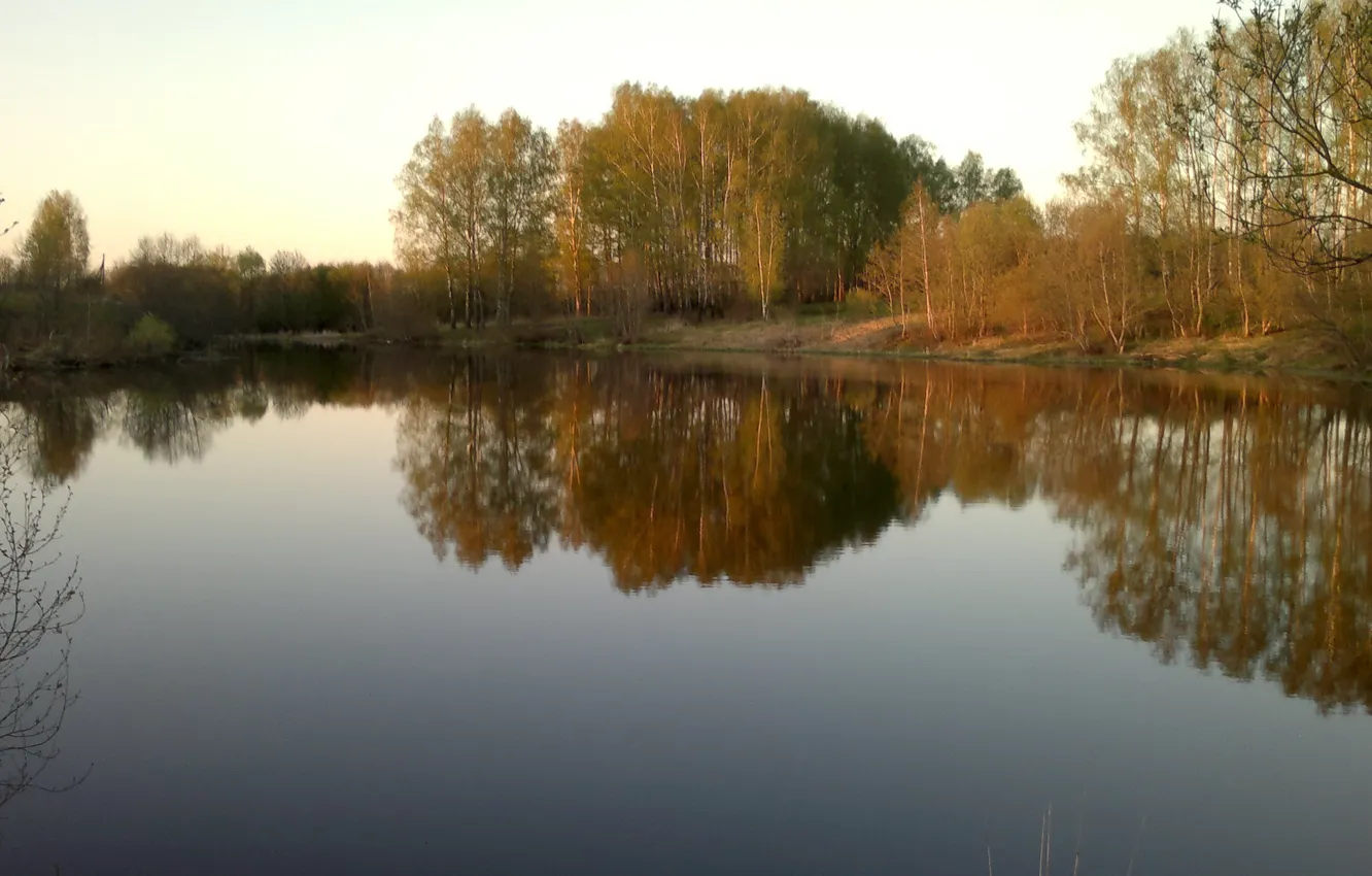 Photo wallpaper lake, birch, grove