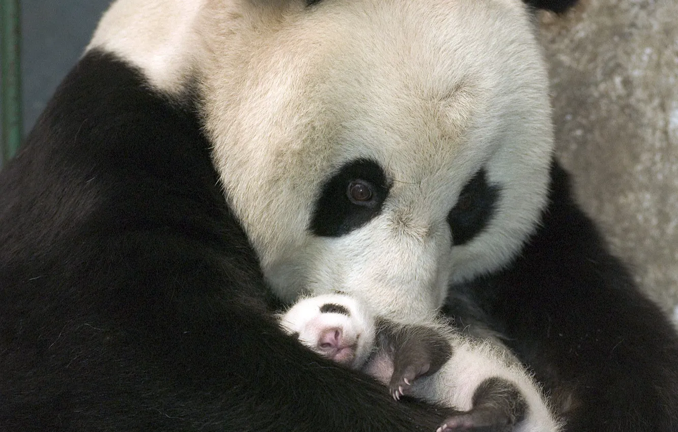 Photo wallpaper Panda, black and white, bear