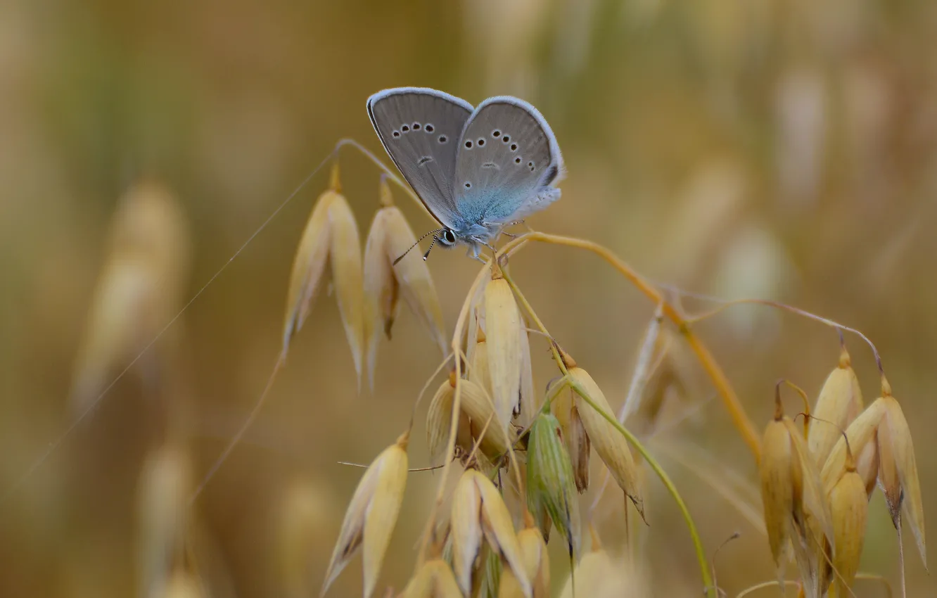 Photo wallpaper field, summer, sitting, oats, Polyommatus Icarus