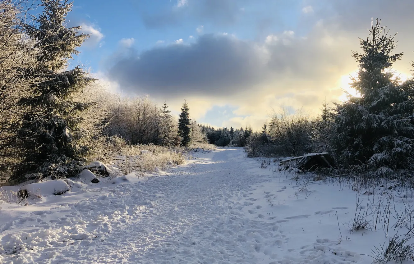 Photo wallpaper winter, forest, the sky, the sun, clouds, snow, trees, sunset