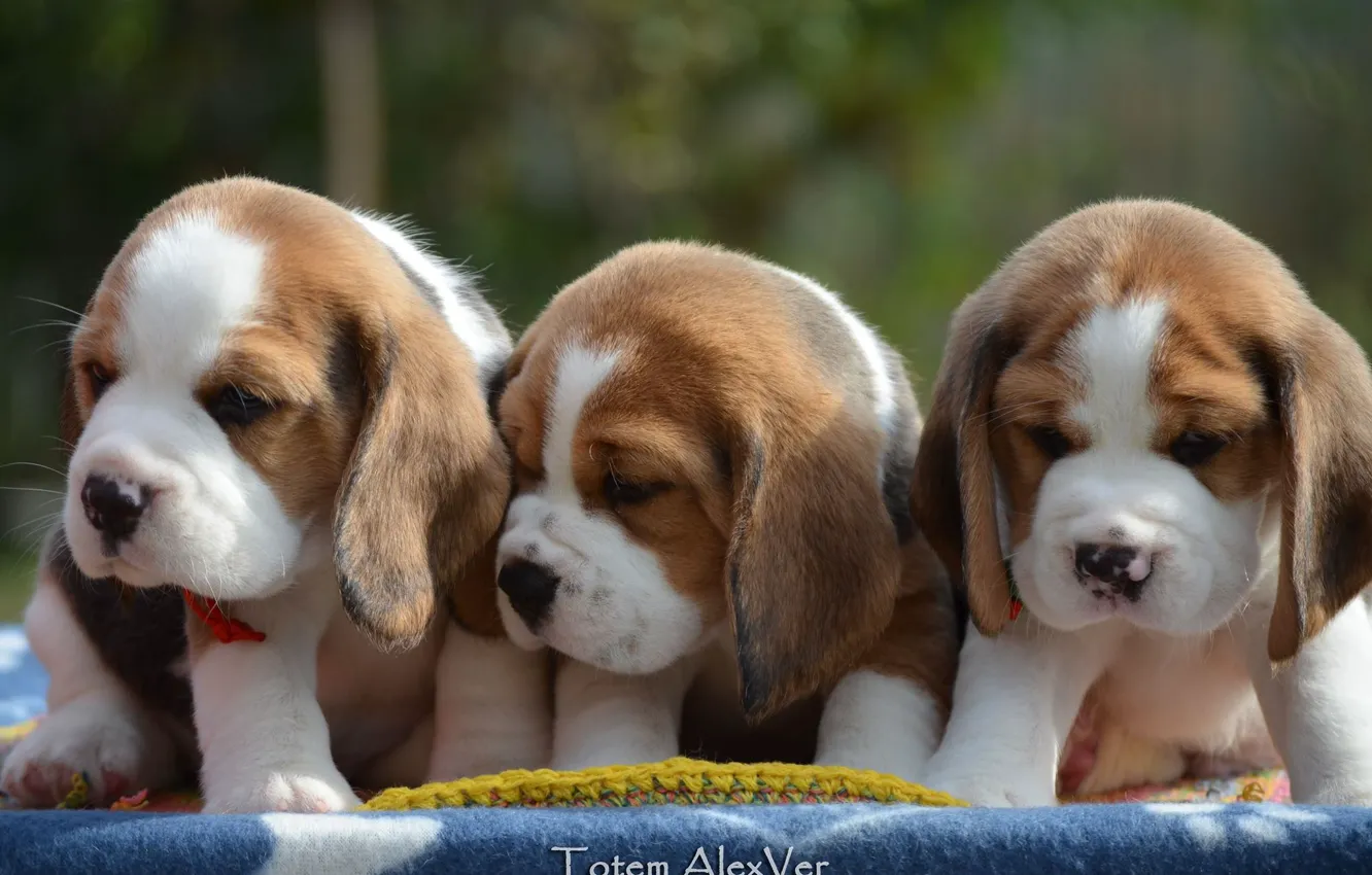 Photo wallpaper puppies, trio, Beagle