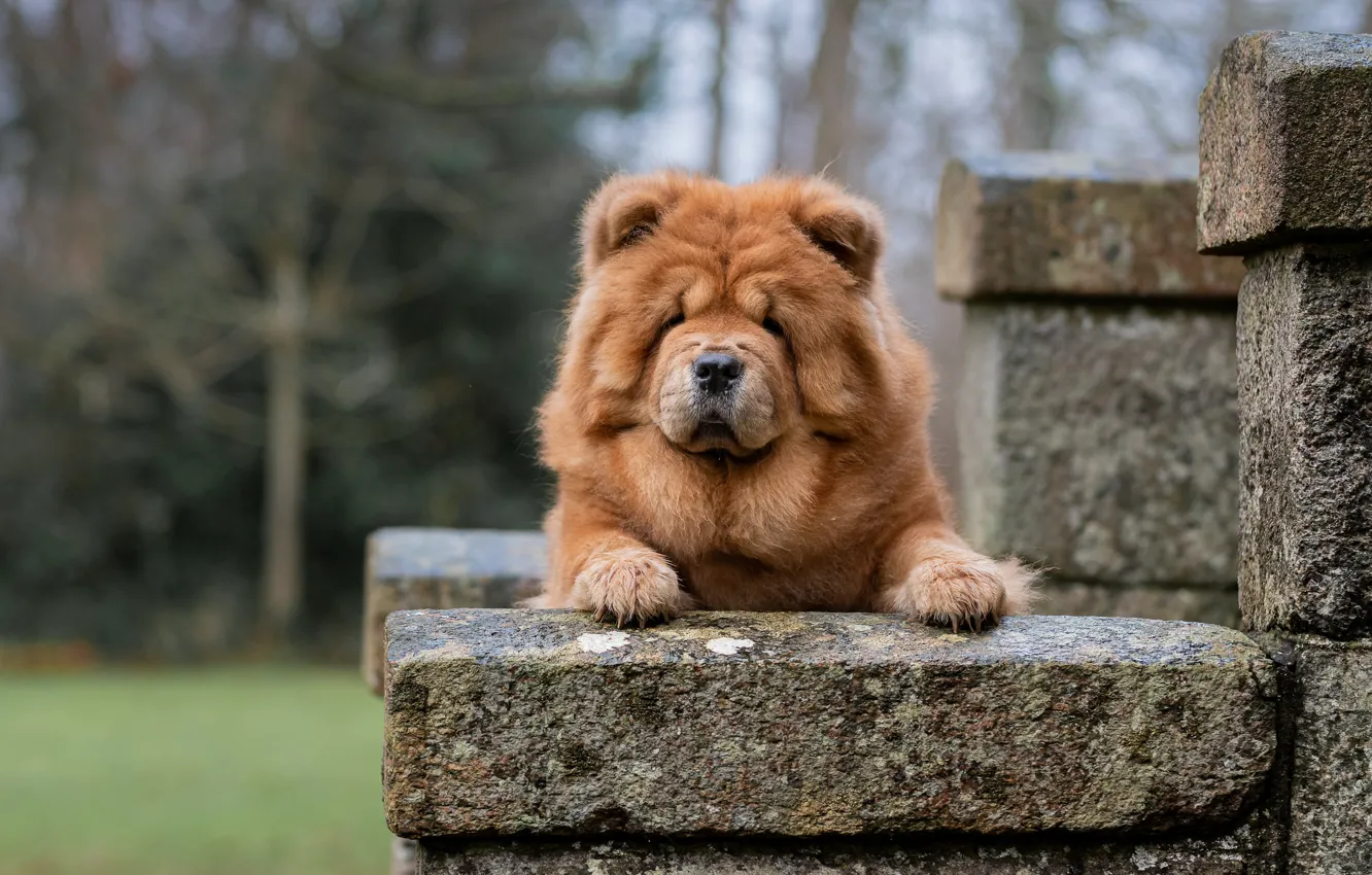 Photo wallpaper dog, lies, Chow