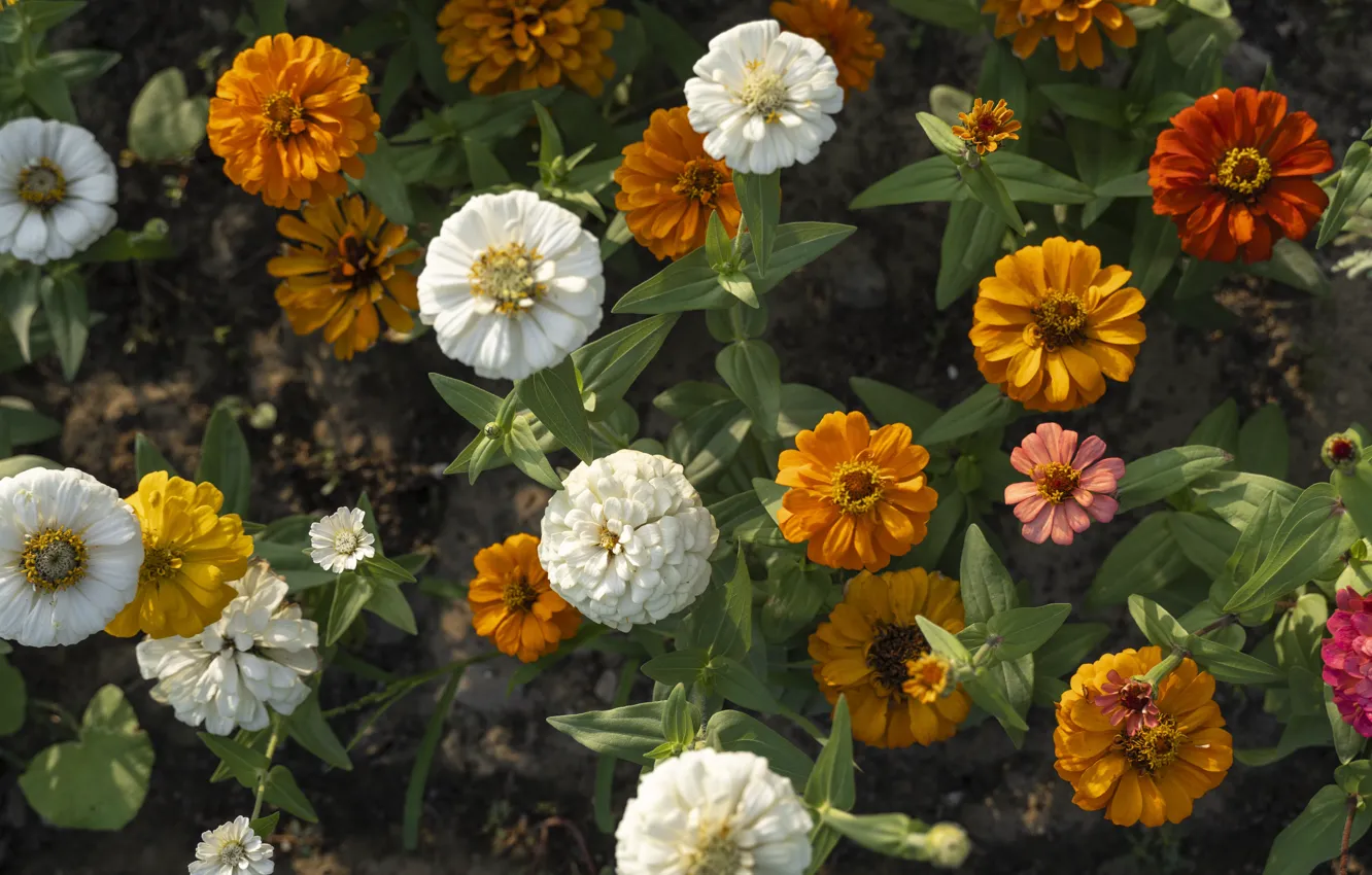 Photo wallpaper flowers, flowerbed, zinnia
