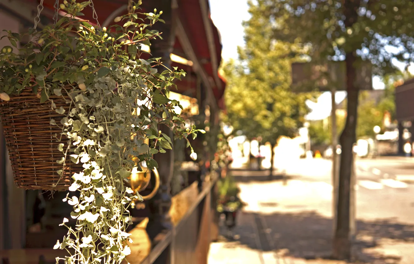 Photo wallpaper leaves, flowers, basket