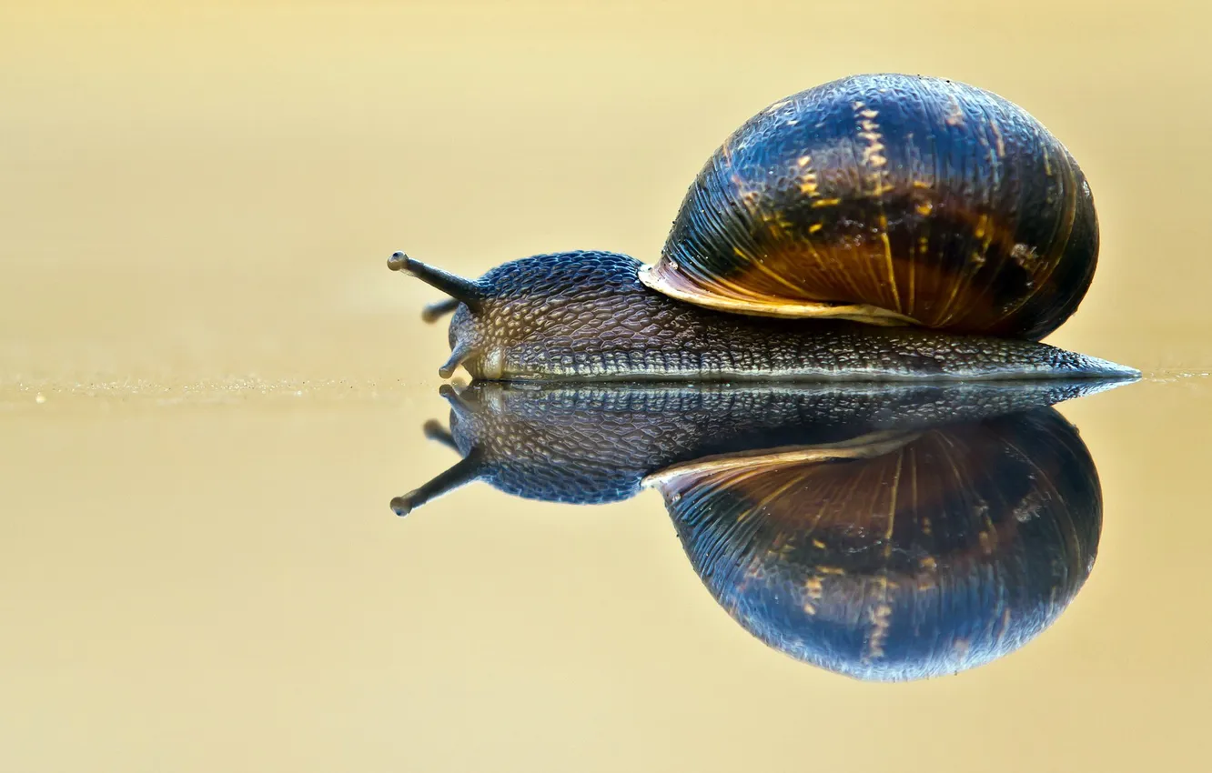 Photo wallpaper HOUSE, REFLECTION, SURFACE, CLAM, SINK, SNAIL, HORNS, GASTROPODS