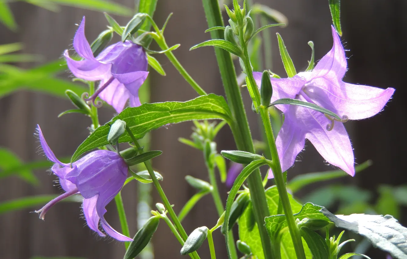 Photo wallpaper leaves, flowers, nature, plant, petals, stem