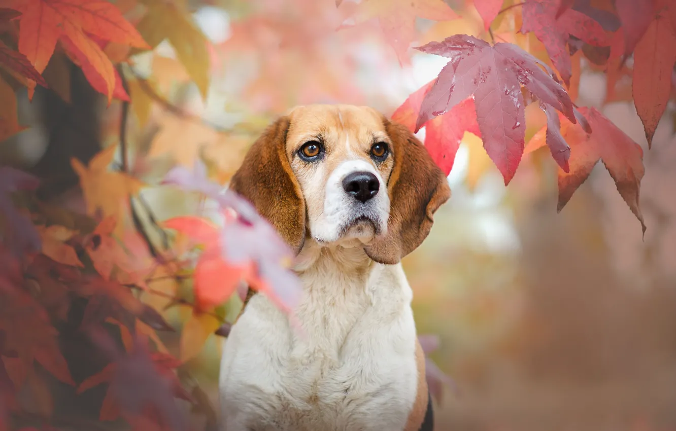 Photo wallpaper autumn, look, face, leaves, dog, Beagle
