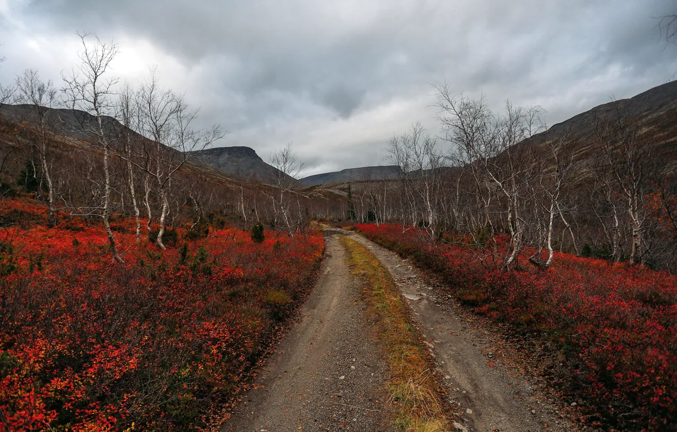Photo wallpaper road, autumn, landscape