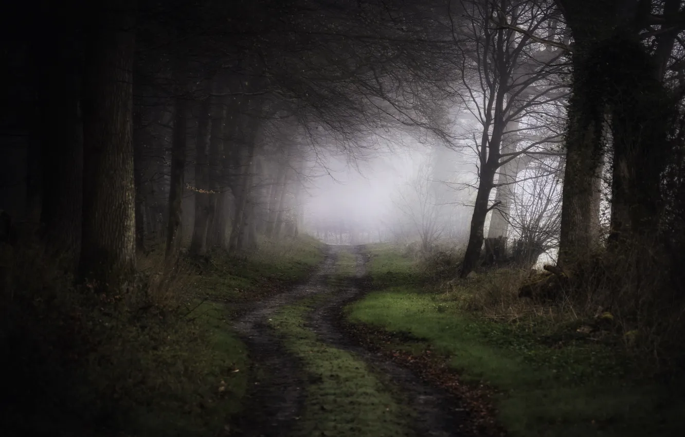Photo wallpaper road, nature, fog