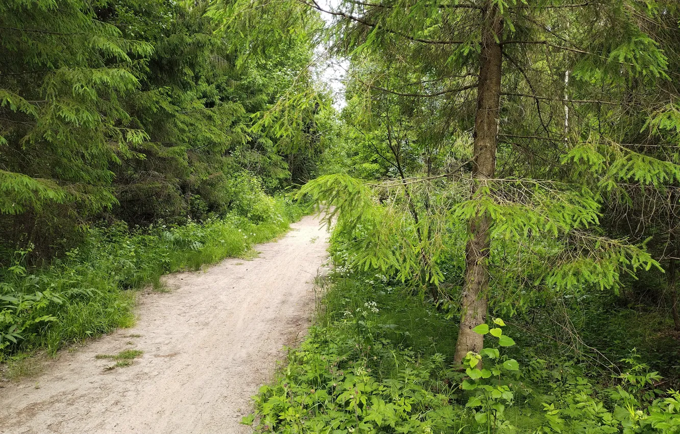 Photo wallpaper Park, path, Gatchina