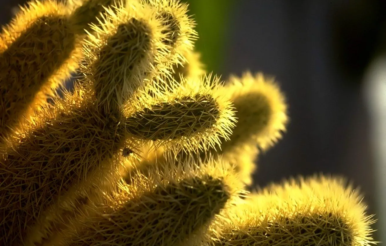 Photo wallpaper needles, plant, cactus