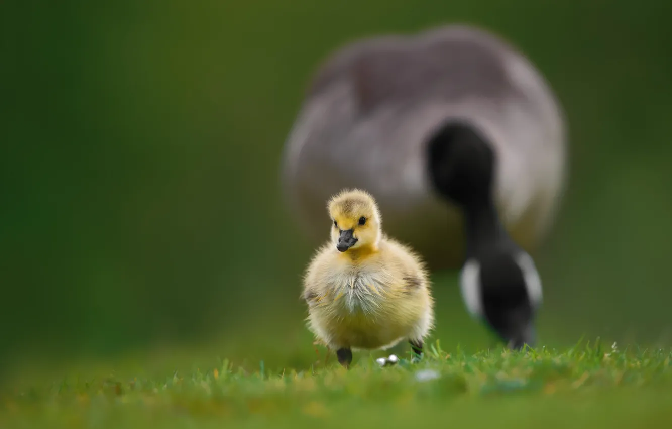 Photo wallpaper grass, bird, baby, walk, chick, goose, bokeh, Gosling