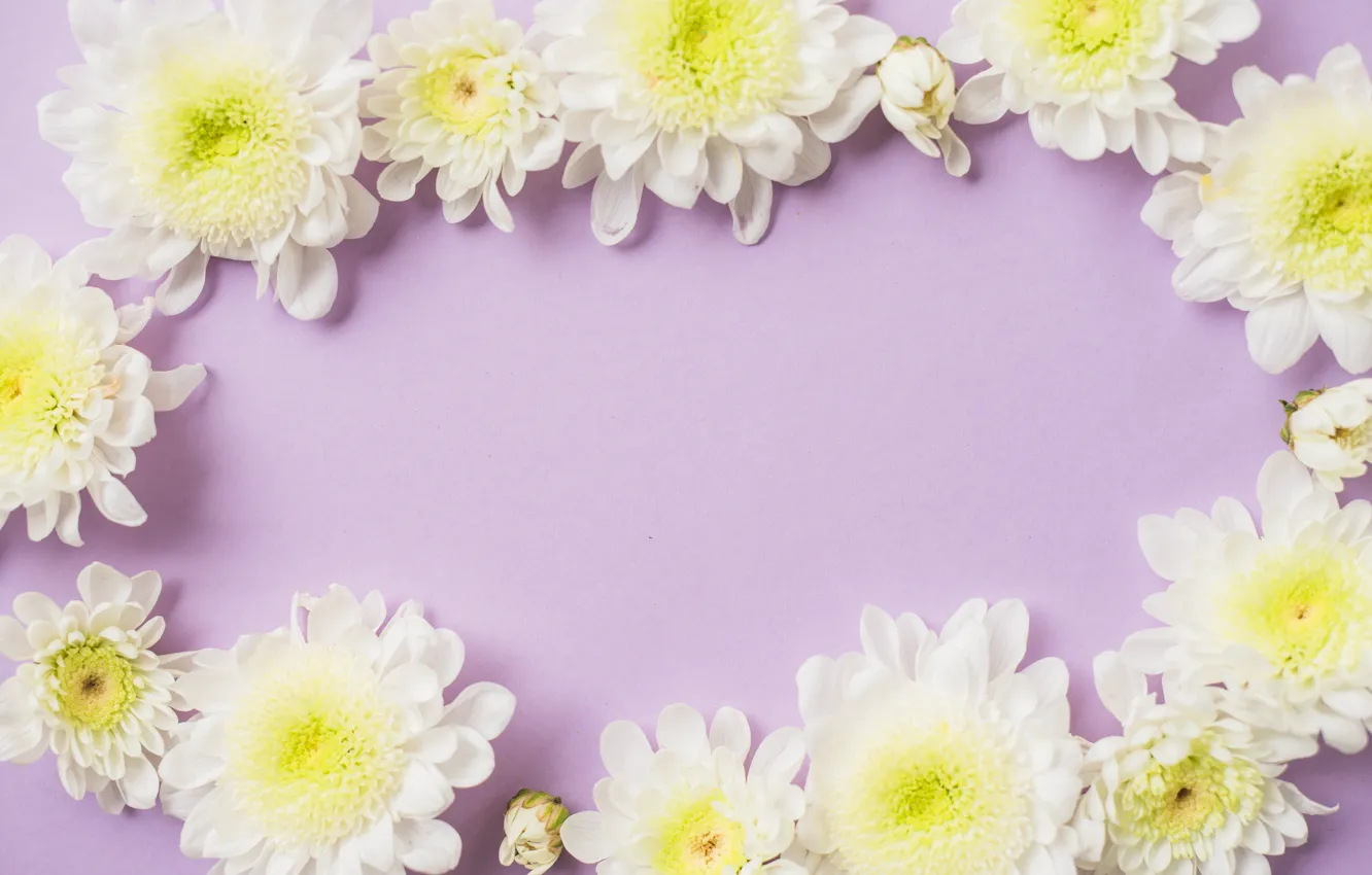 Photo wallpaper flowers, background, chrysanthemum