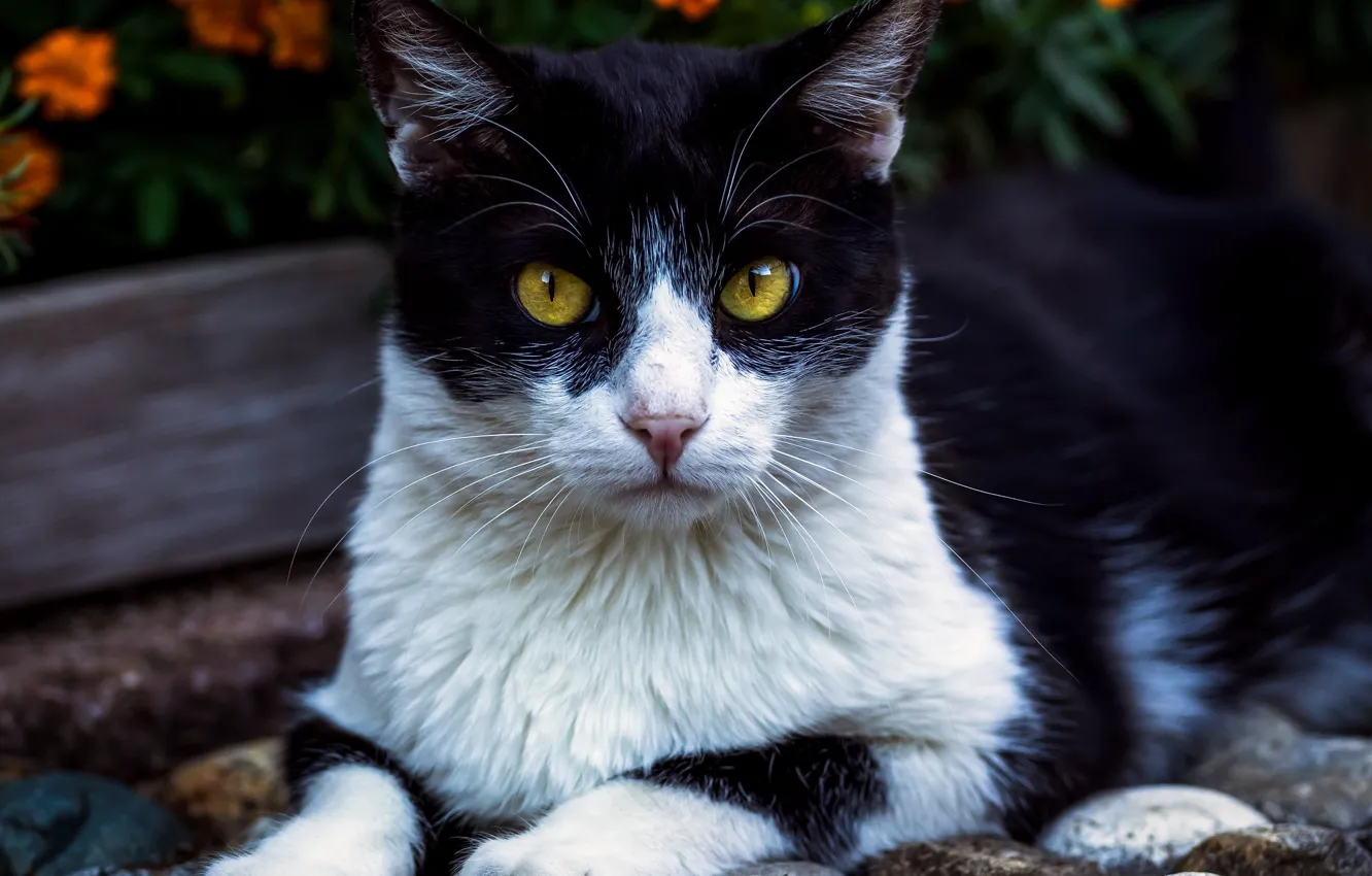 Photo wallpaper pose, look, cat, face, cat