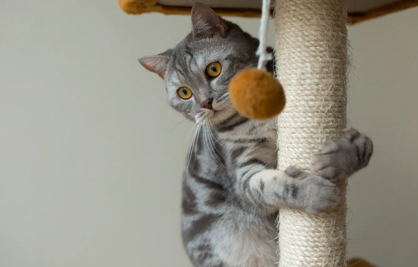 Photo wallpaper cat, cat, scratching post