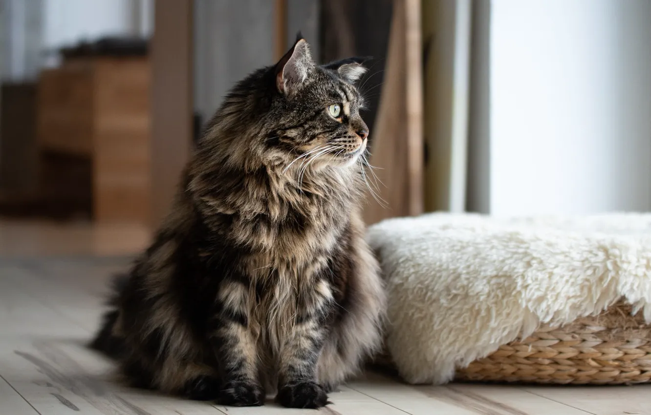 Photo wallpaper cat, cat, look, face, pose, grey, room, window