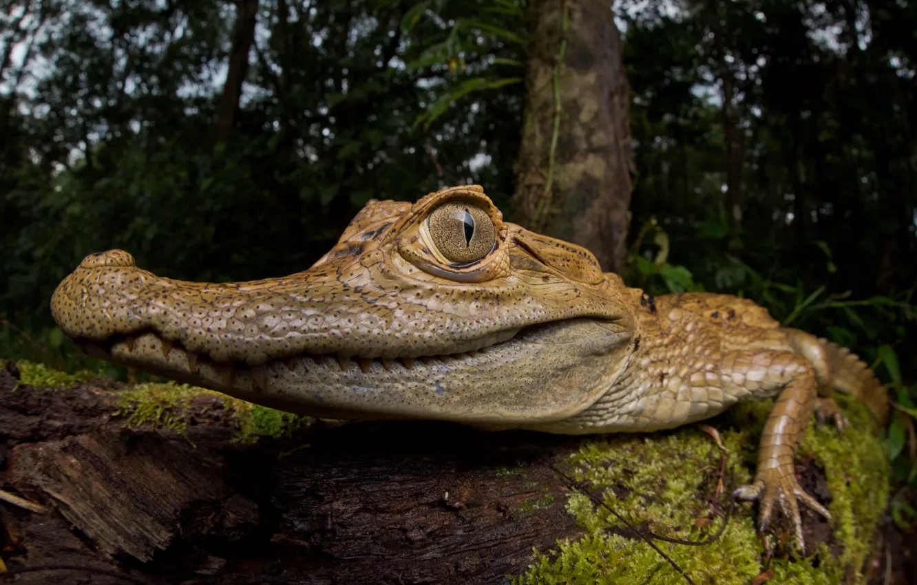 Photo wallpaper nature, background, crocodile