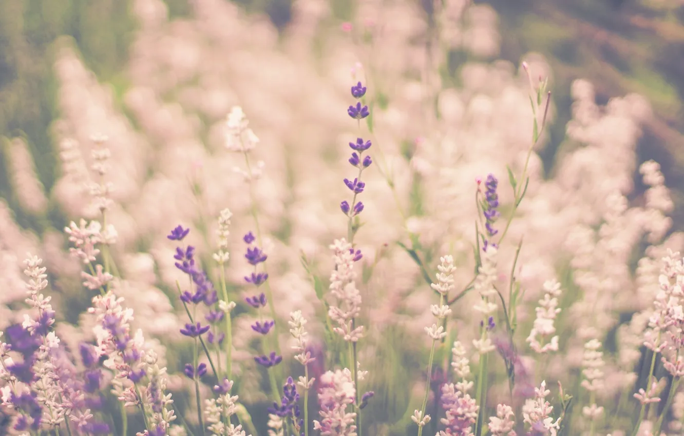 Photo wallpaper stems, bokeh, lavender