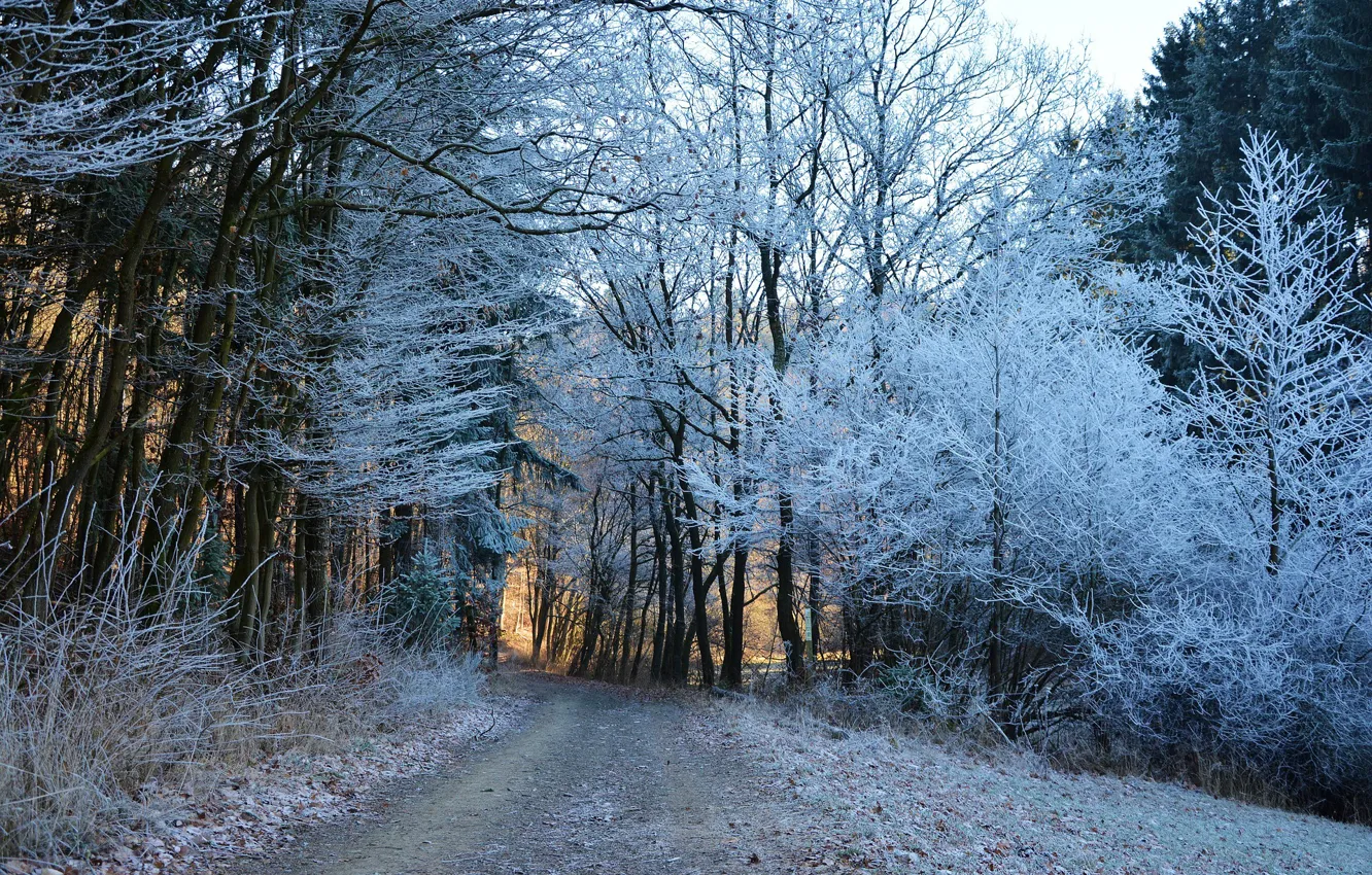 Photo wallpaper winter, road, forest, trees