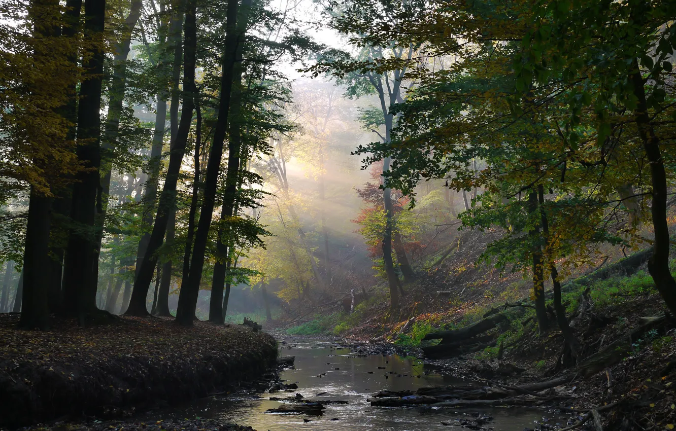 Photo wallpaper forest, rays, stream, solar