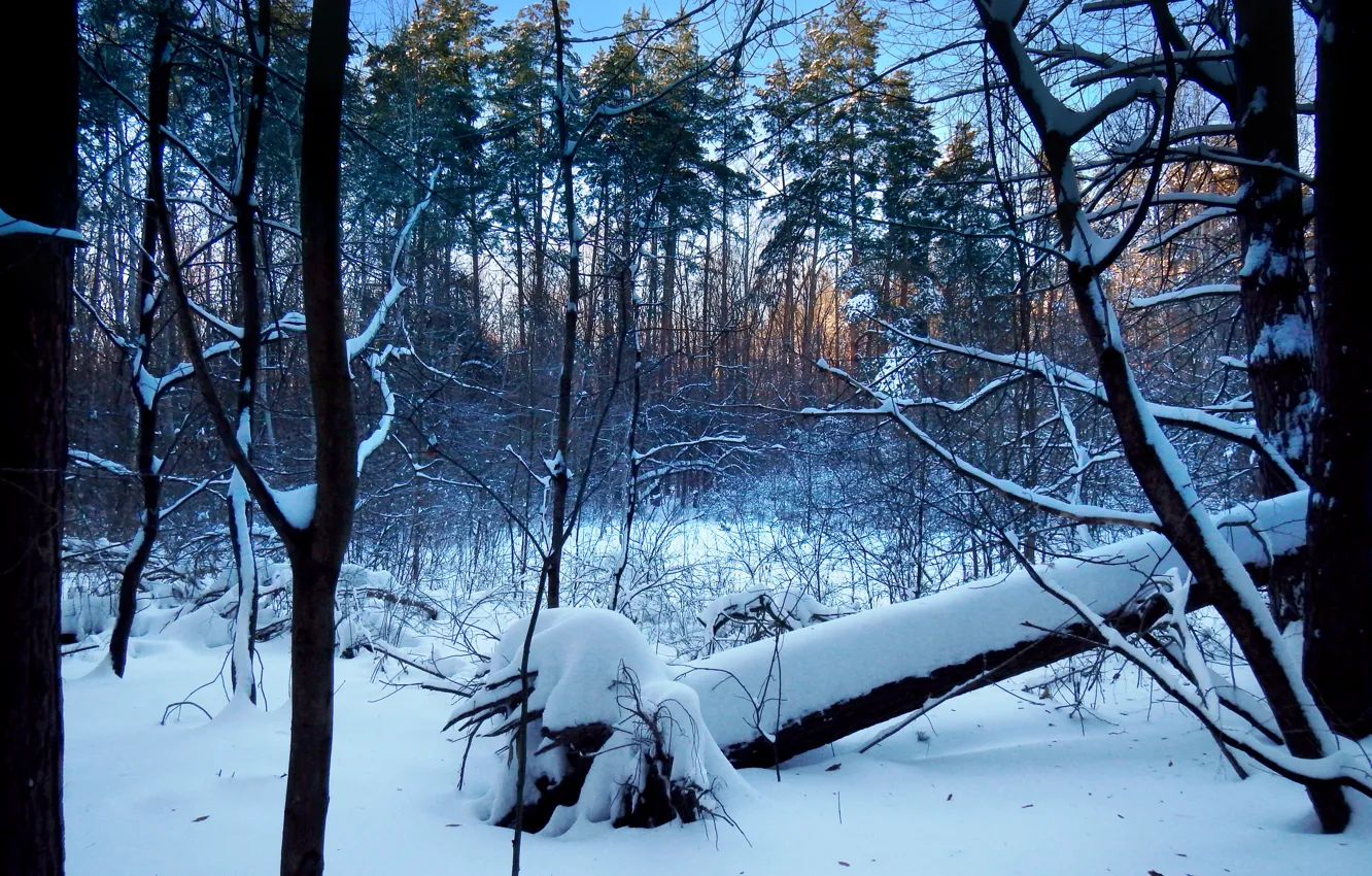 Photo wallpaper winter, forest, snow, root, pine, the bushes, winter forest, fallen tree